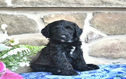 Goldendoodle dogs for sale: Summer - Image 4