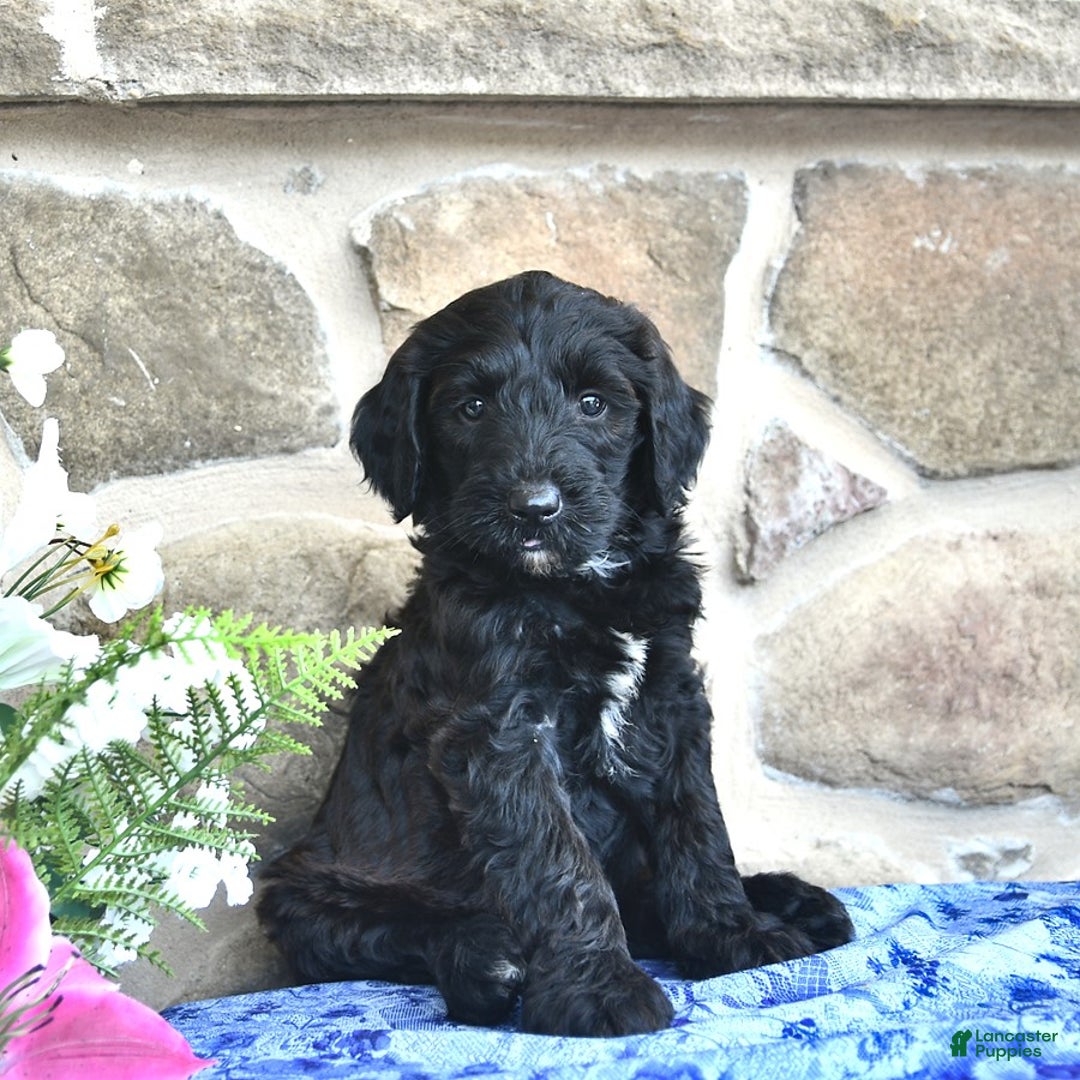 Goldendoodle dogs for sale: Summer - Image 4