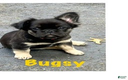 French Bulldog dogs for sale: Bugsy - Image 1