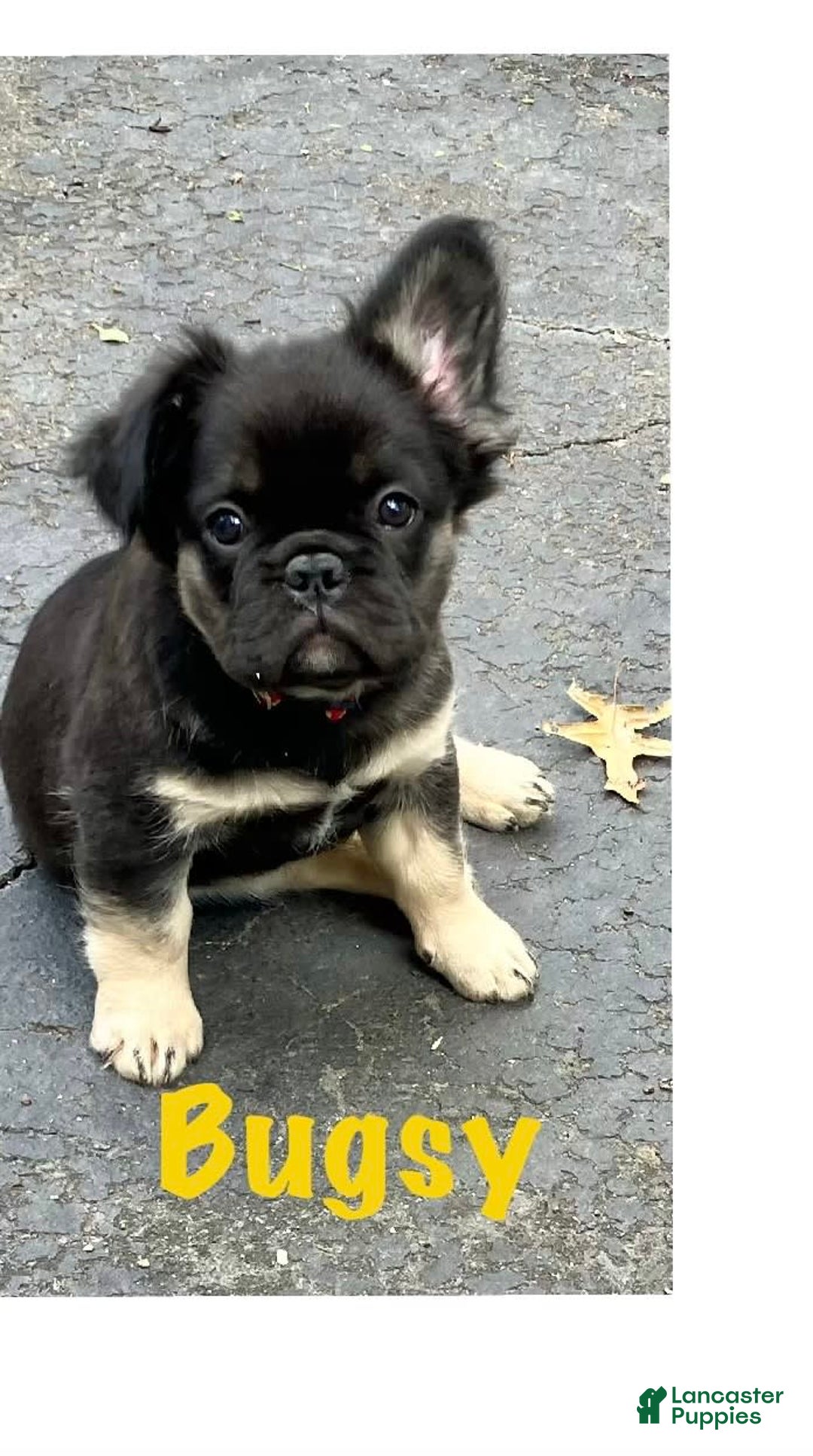 French Bulldog dogs for sale: Bugsy - Image 1