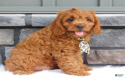 Cavapoo dogs for sale: Theo - Image 10