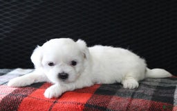 Teddy Bear dogs for sale: Heather - Image 3