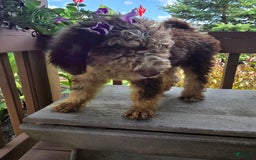 Bernedoodle dogs for sale: Coco - Image 9