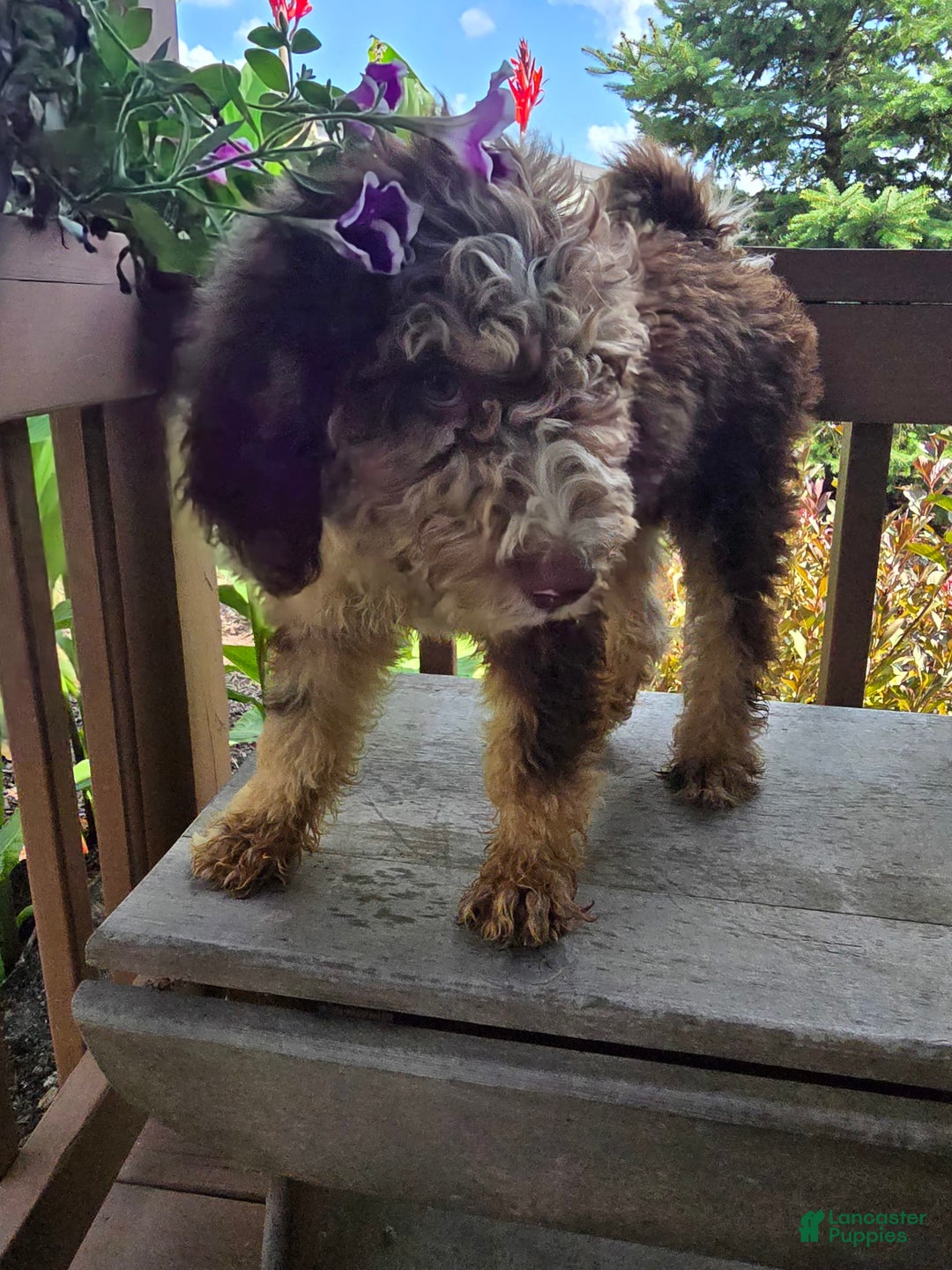 Bernedoodle dogs for sale: Coco - Image 9