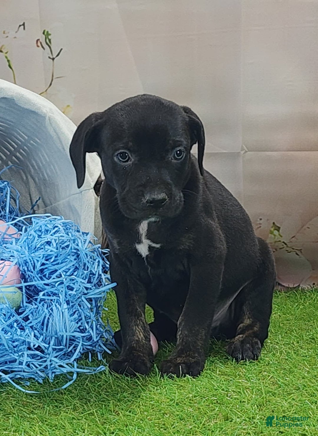 Catahoula Leopard Dog dogs for sale: Juliet 2025 M7 Catahoula puppy - Image 8