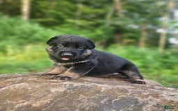 German Shepherd dogs for sale: Kai - Image 6