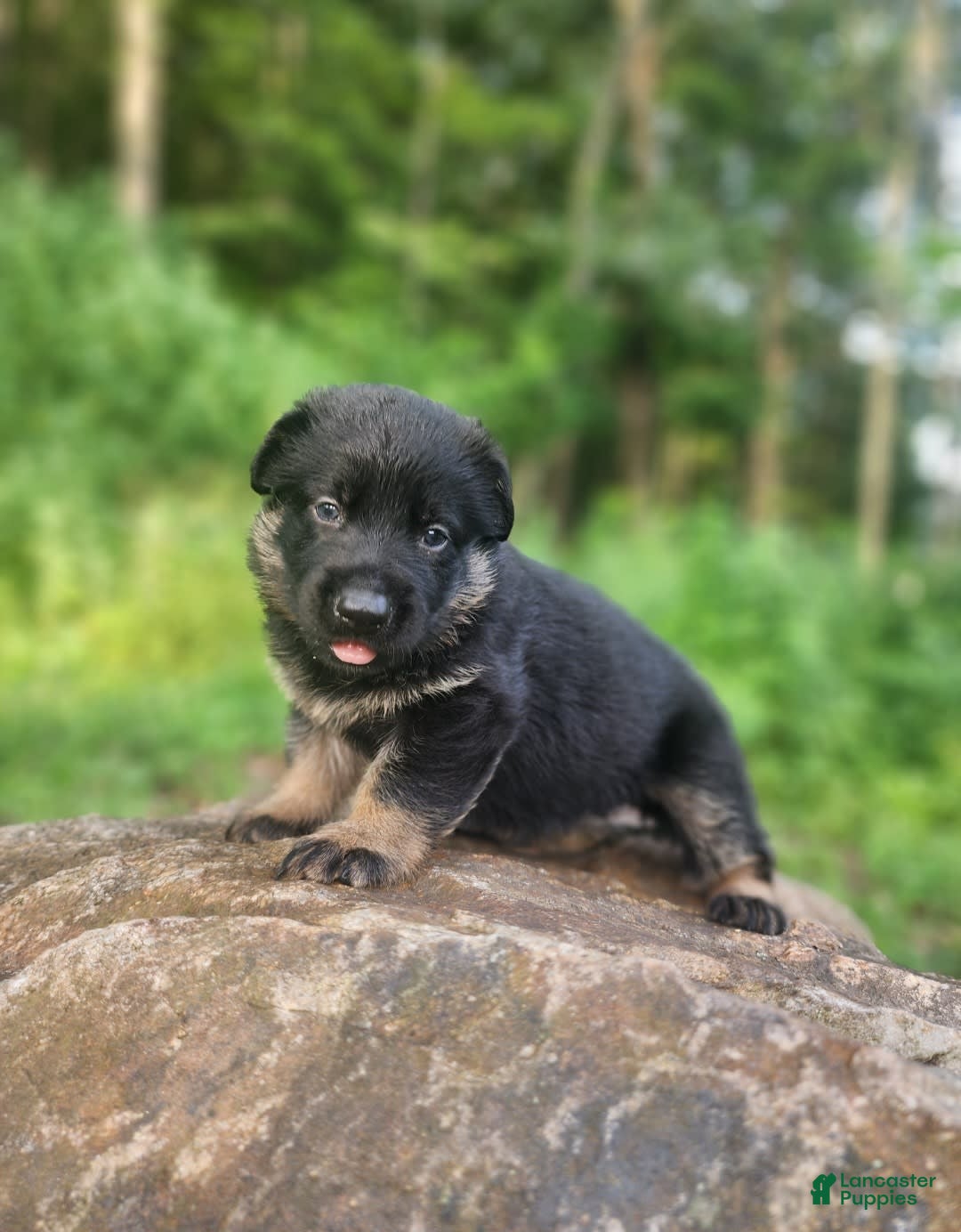 German Shepherd dogs for sale: Kai - Image 6