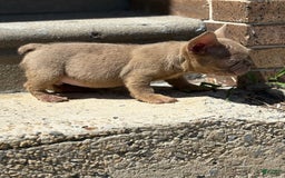 French Bulldog dogs for sale: Crisean Boy 1 - Image 7
