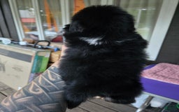 Pekingese dogs for sale: Voorhees - Image 4