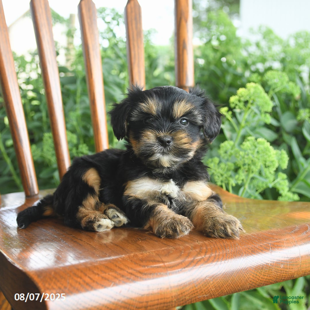 Teddy Bear dogs for sale: Zendaya - Image 2