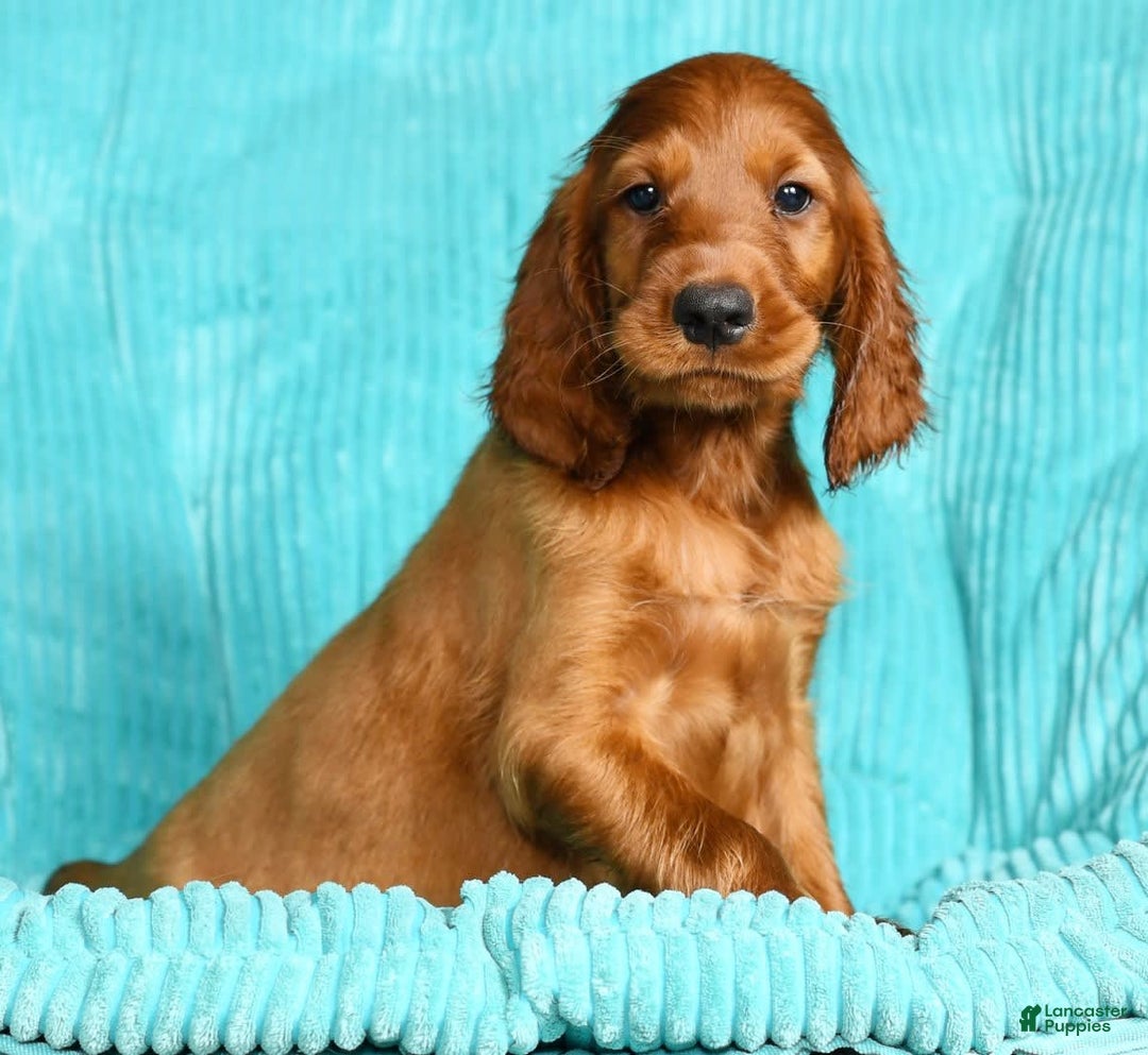 Irish Setter dogs for sale: Milo - Image 3