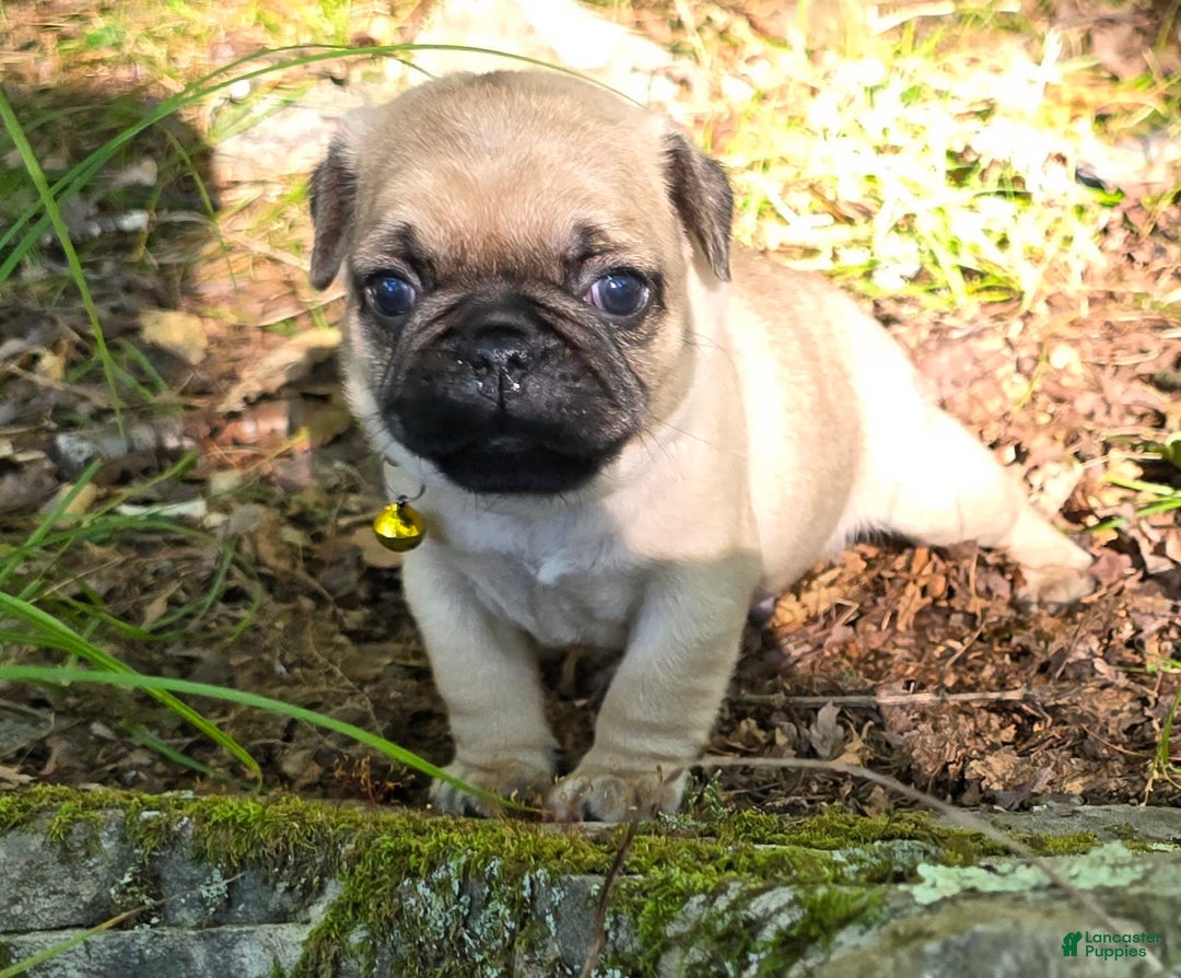 Pug dogs for sale: Davy - Image 29