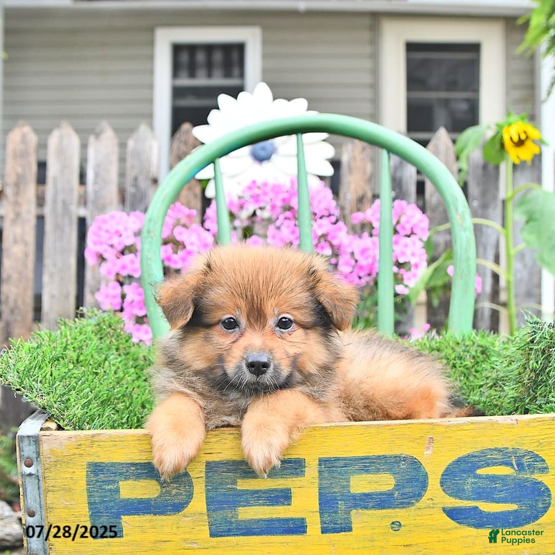 Pomeranian dogs for sale: Fred - Image 8