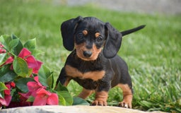 Miniature Dachshund dogs for sale: Halo - Image 1