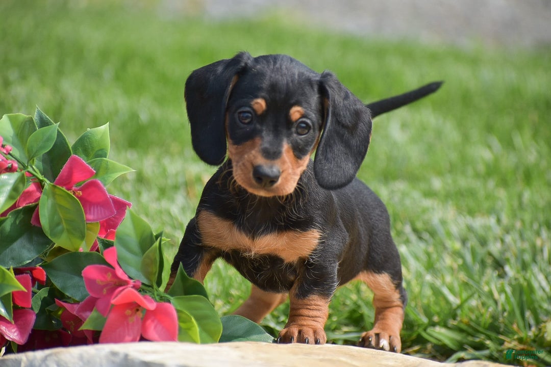 Miniature Dachshund dogs for sale: Halo - Image 1