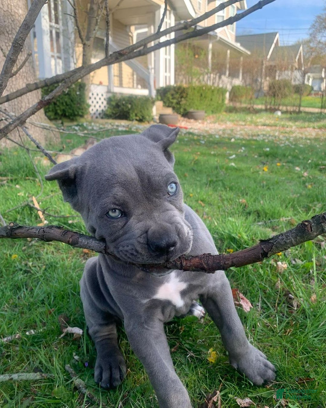 Cane Corso dogs for sale: Draco - Image 3