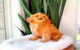 Cavapoo dogs for sale: Ivory - Image 3