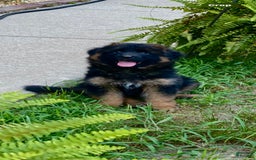 German Shepherd dogs for sale: Rubi - Image 1