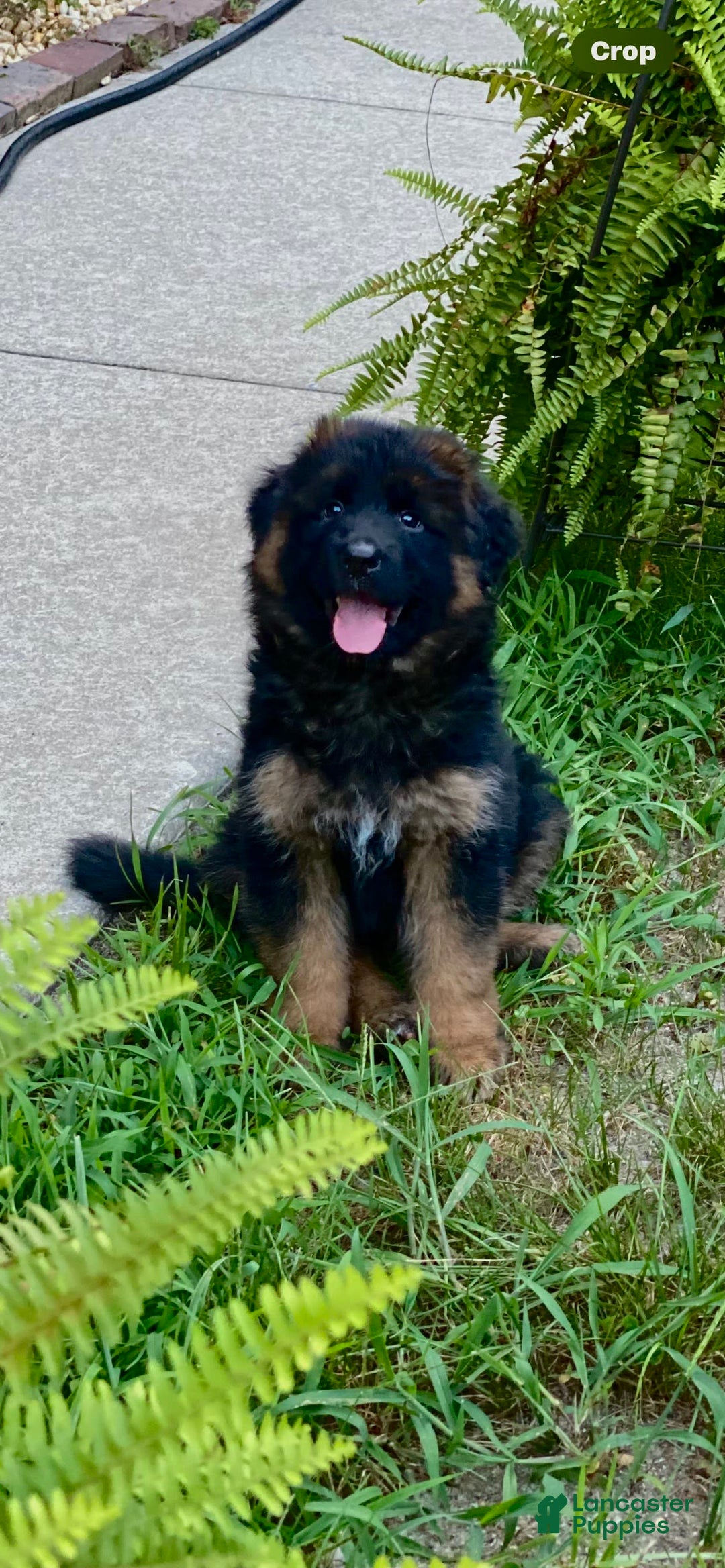 German Shepherd dogs for sale: Rubi - Image 1