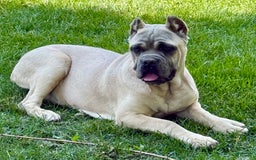 Cane Corso dogs for sale: Georgia - Image 34