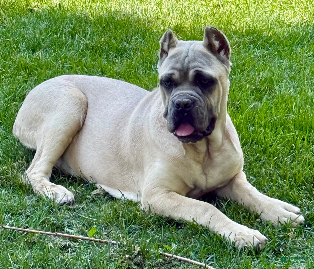 Cane Corso dogs for sale: Georgia - Image 34