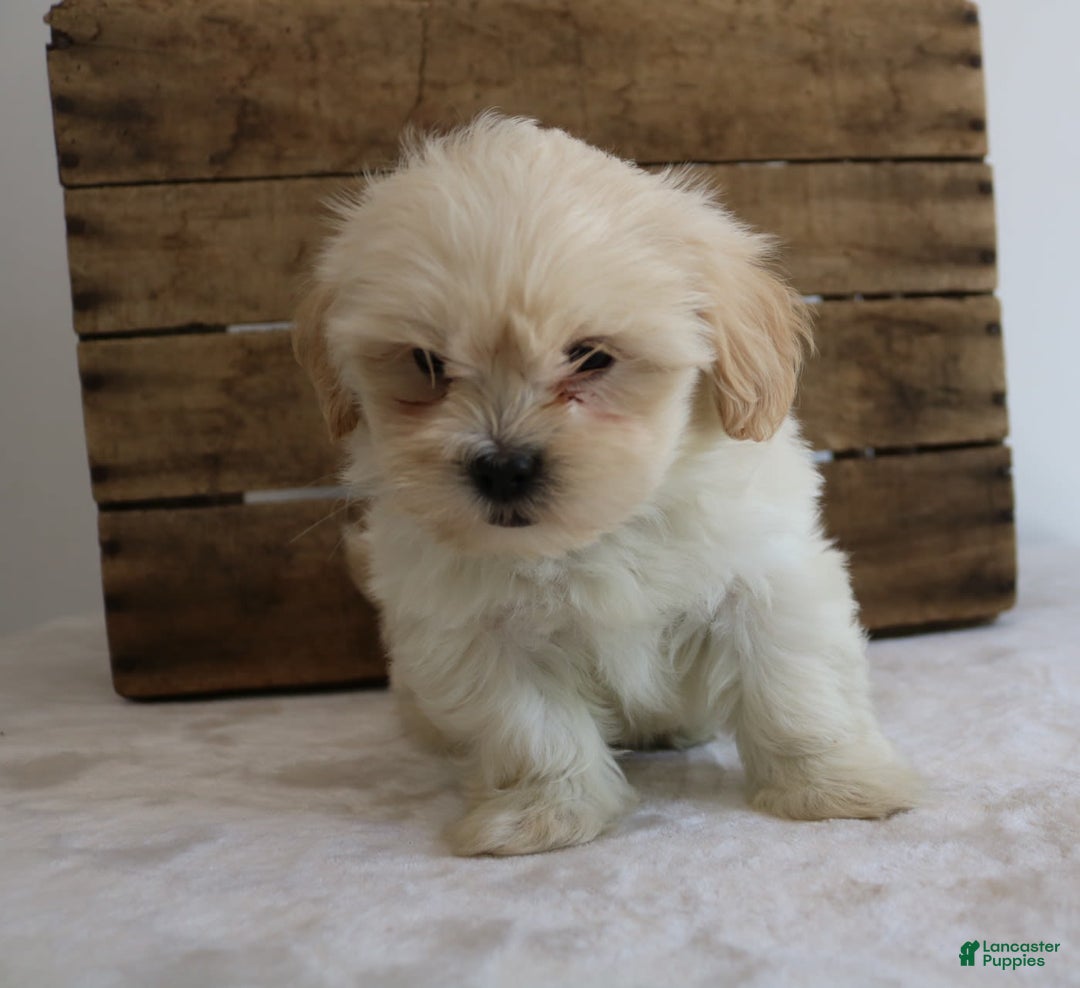 Teddy Bear dogs for sale: Keesha - Image 4