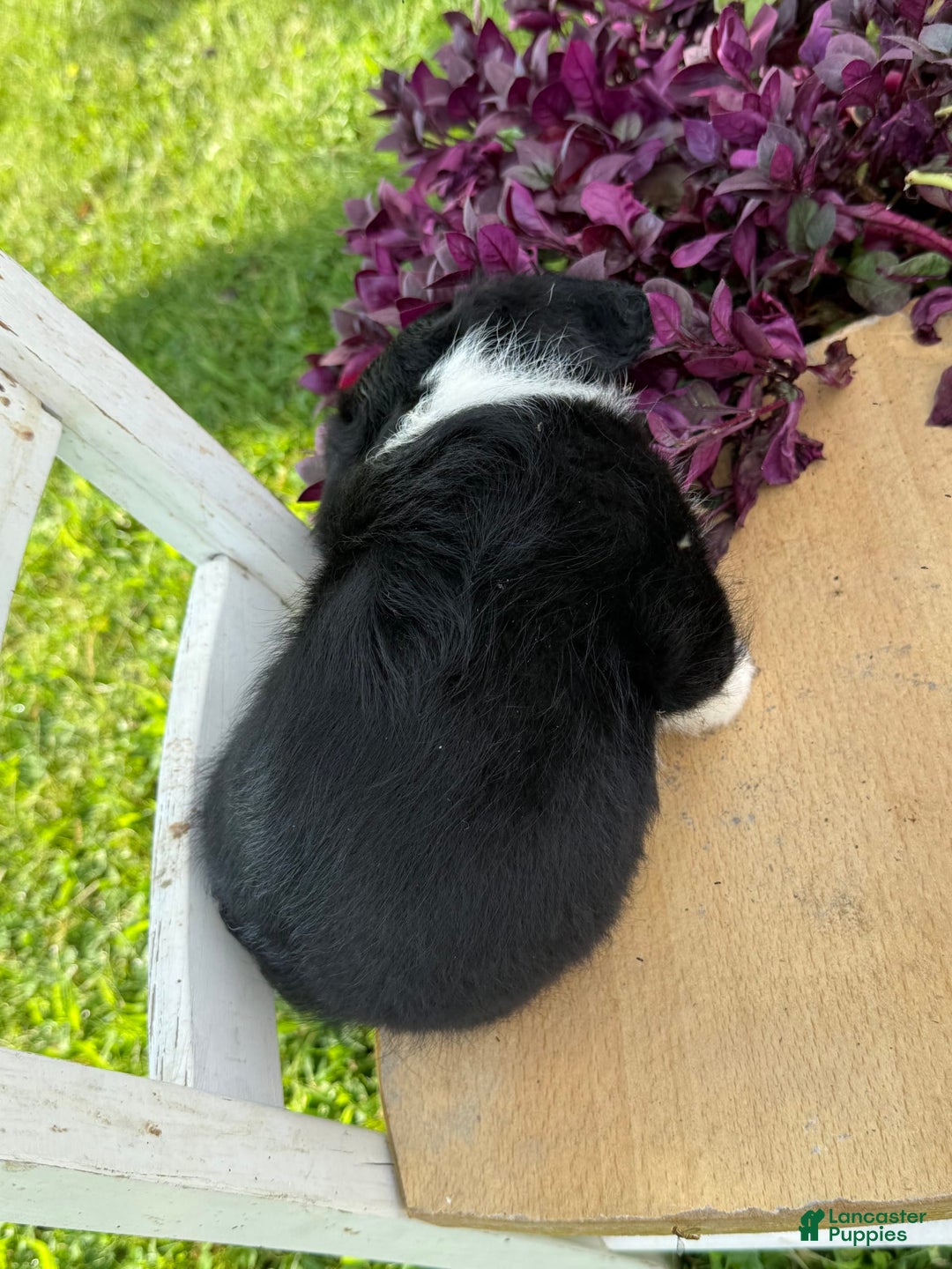 Welsh Corgi Pembroke dogs for sale: Welsh Corgi (Pembroke) 5 puppies - Image 19