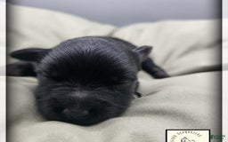 Miniature Schnauzer dogs for sale: Walter - Image 5