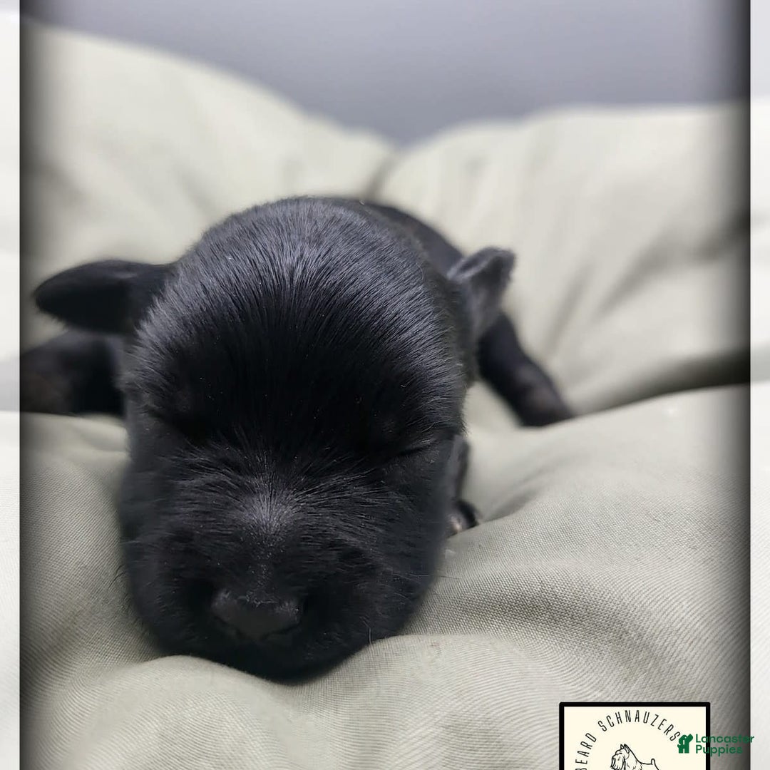 Miniature Schnauzer dogs for sale: Walter - Image 5