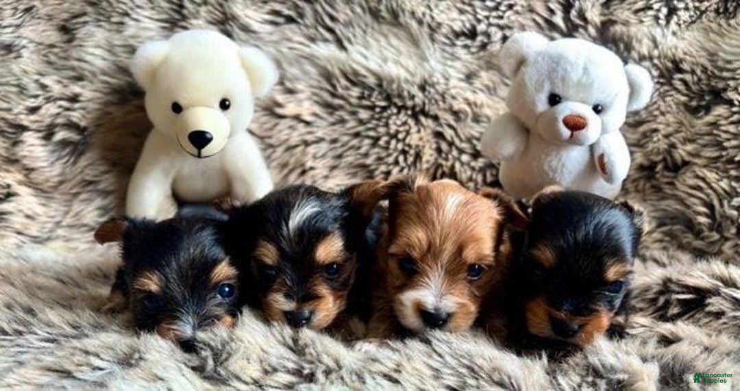 Yorkshire Terrier dogs for sale: Femi - Image 8