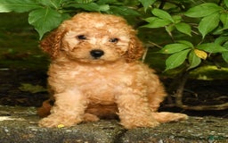 Mini Goldendoodle dogs for sale: Lexie - Image 8