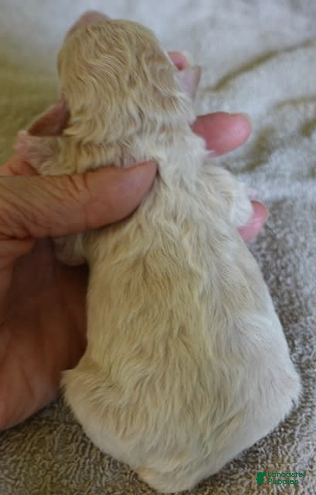 Toy Poodle dogs for sale: Chiki - Image 15