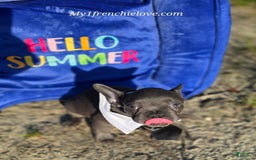 French Bulldog dogs for sale: Champ - Image 2