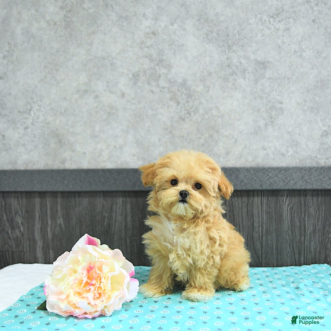 Maltipoo dogs for sale: Bella Extra Small - Image 1