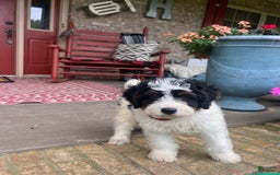 Mini Bernedoodle dogs for sale: ben - Image 1