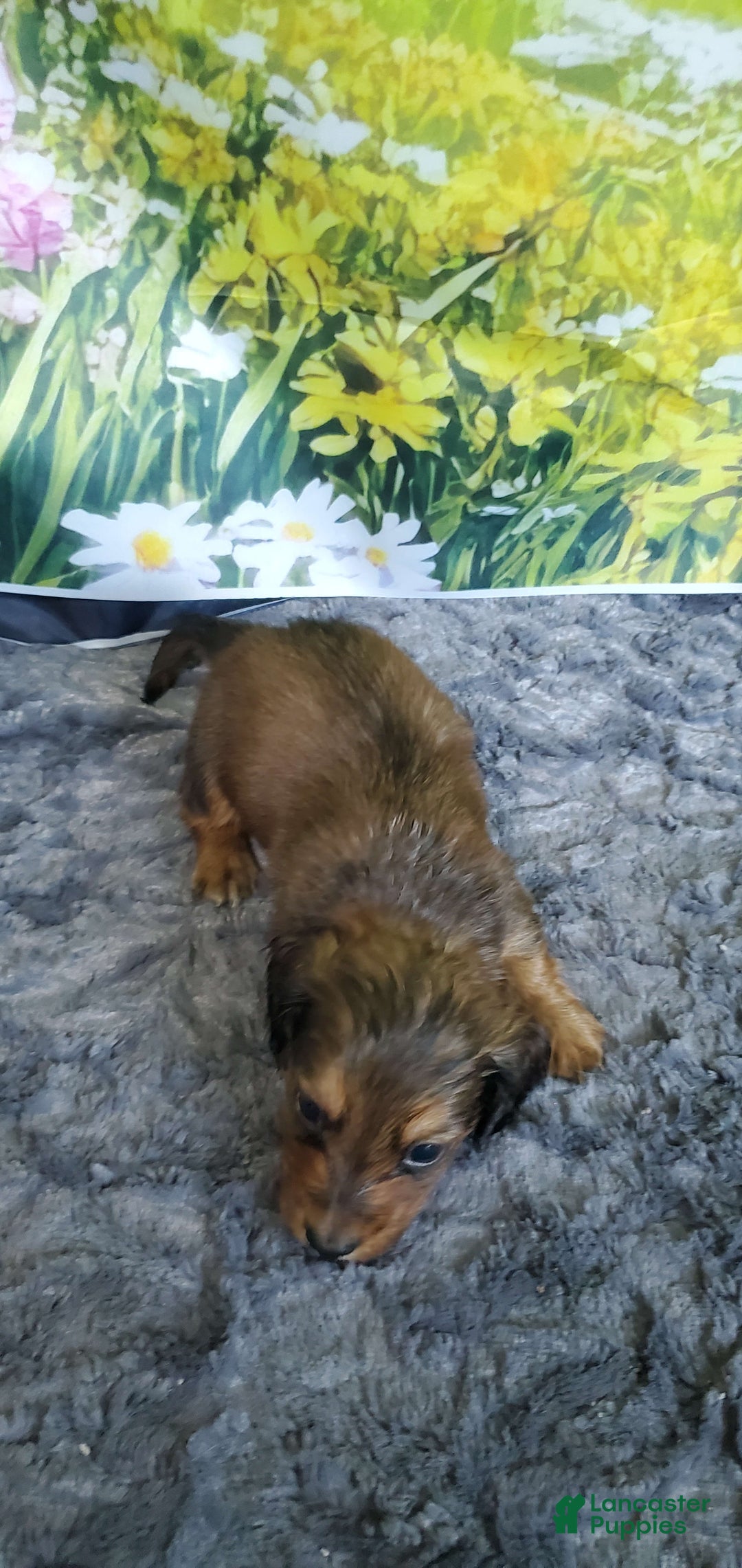 Miniature Dachshund dogs for sale: Scorch - Image 5