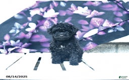 Toy Poodle dogs for sale: Twila - Image 4