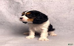 Cavalier King Charles Spaniel dogs for sale: Bear - Image 6