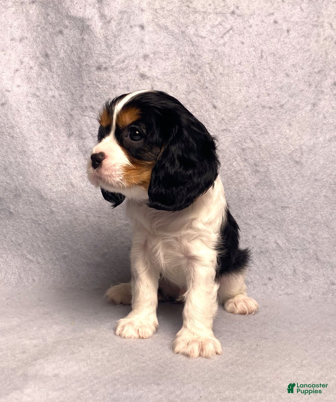 Cavalier King Charles Spaniel dogs for sale: Bear - Image 6