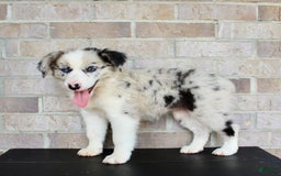 Australian Shepherd dogs for sale: Tillie - Image 4