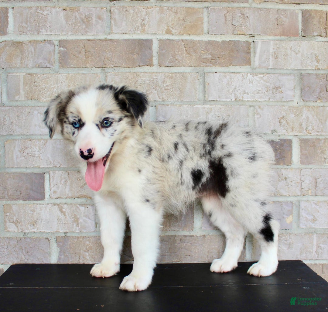 Australian Shepherd dogs for sale: Tillie - Image 4