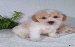 Bichpoo dogs for sale: Jasper - Image 2