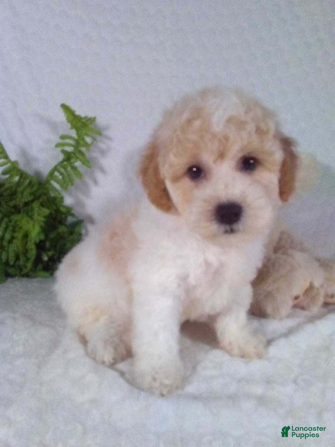 Bichpoo dogs for sale: Jasper - Image 2