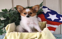 Papillon dogs for sale: Bella - Image 1