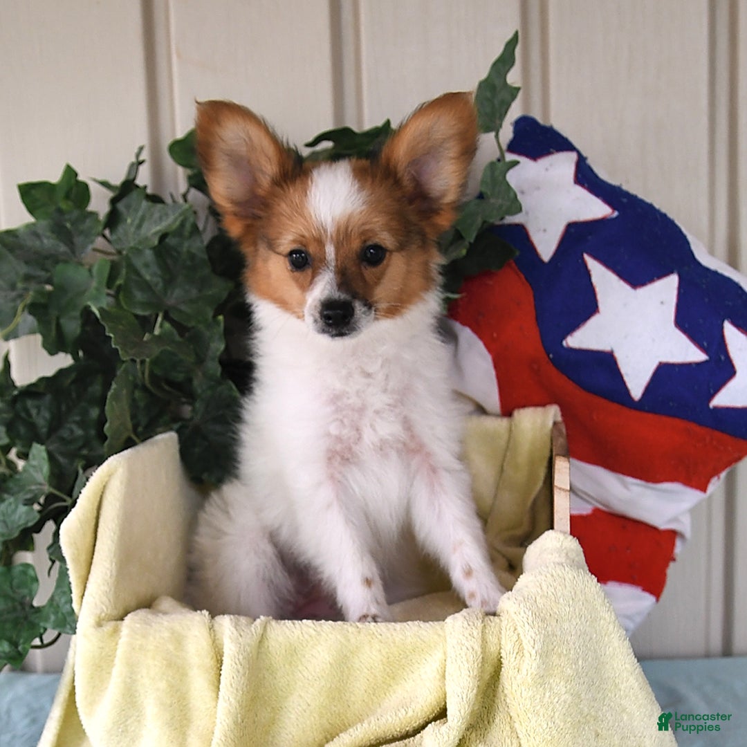 Papillon dogs for sale: Bella - Image 1