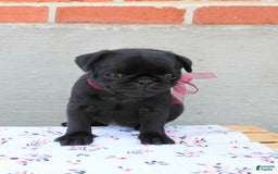 Pug dogs for sale: Pacifica - Image 10