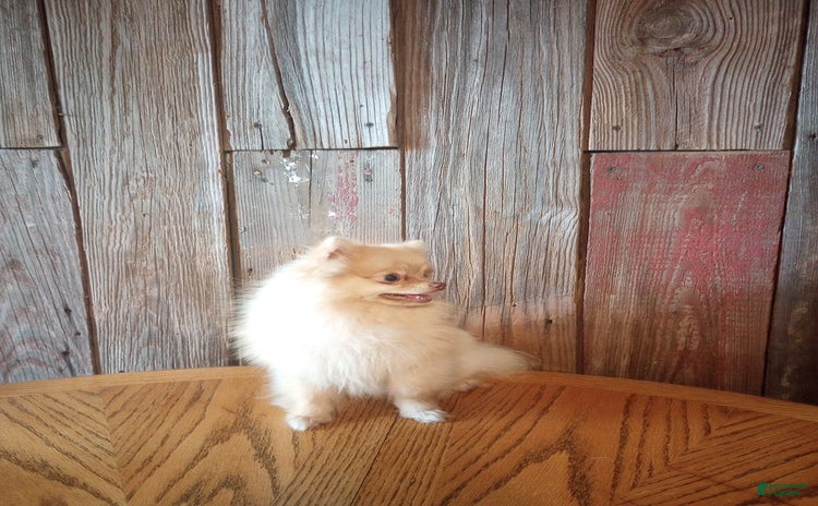 Pomeranian dogs - Advert 11
