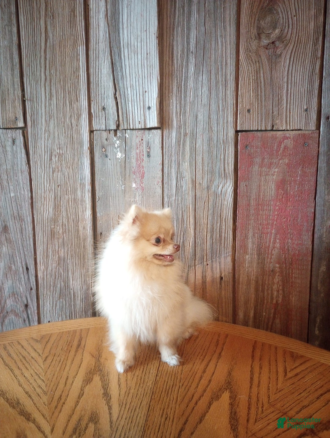 Pomeranian dogs for sale: Zeus - Image 1