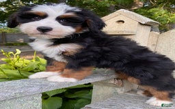 Mini Bernedoodle dogs for sale: 💚 Boston Ma 💚 Mini Bernedoodle - Image 13