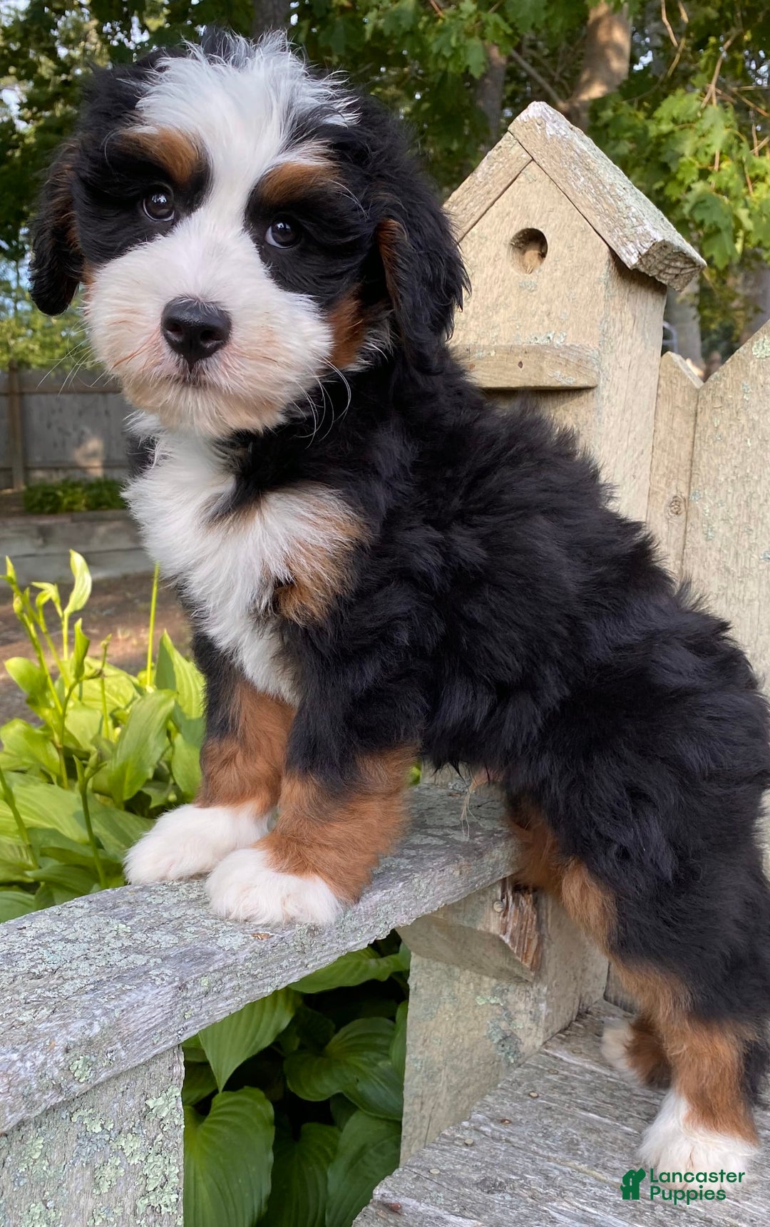 Mini Bernedoodle dogs for sale: 💚 Boston Ma 💚 Mini Bernedoodle - Image 13